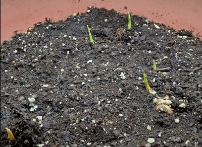My ginger has sprouted!
