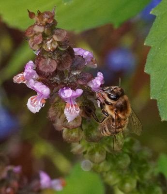PA260104D Honey Bee