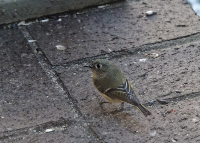 _1100008D Female Ruby Crowned Kinglet