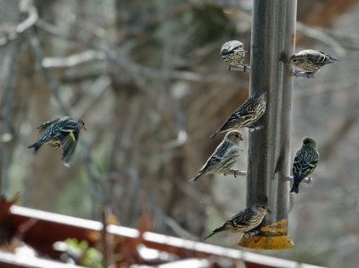 Pine Siskins are Spreading Salmonella