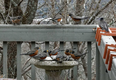 SRX01836D Invaded by Robins