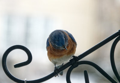 SRX01857D Male Bluebird