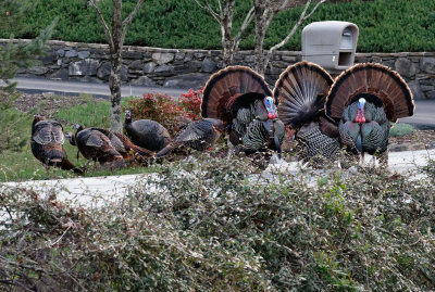 Turkey Breeding Time in the Cul De Sac