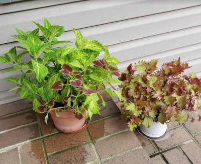 Cuttings from Last Summer's Coleus