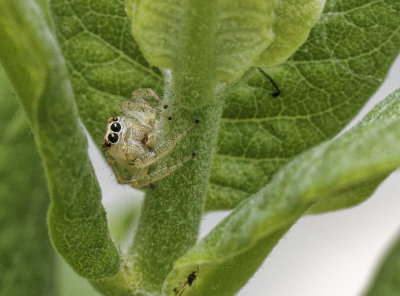 _5240012D Jumping Spider