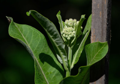 Milkweed Buds on Potted Plant