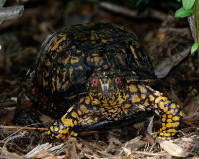 Eastern Box Turtle