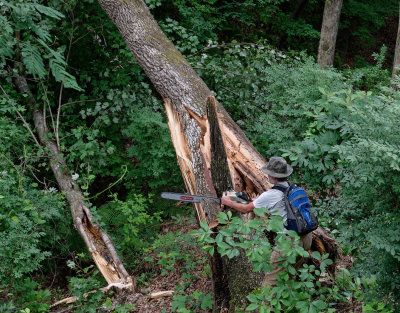 SRX02992D tree and chainsaw for size.jpg