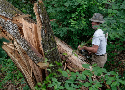 The Big Tree Removal