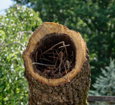 The Big Tree Removal