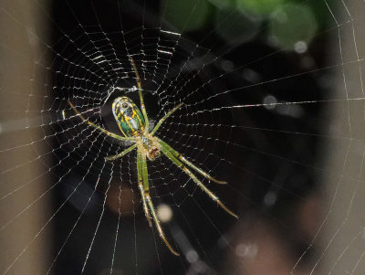 Orb Weaver