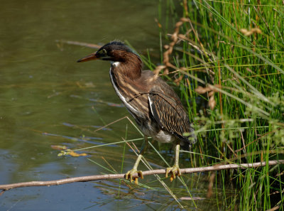 SRX03197D Green Heron