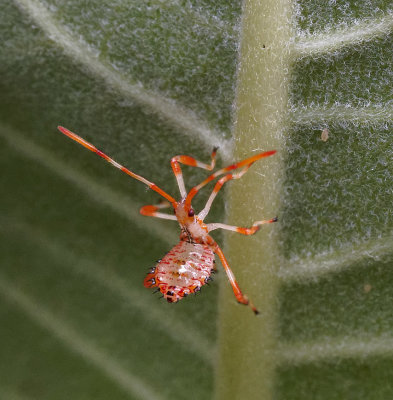 acanthocephala terminalis leaf footed bug