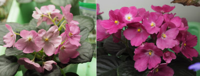 Diary of an African Violet Leaf