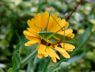 SRX04559D Katydid