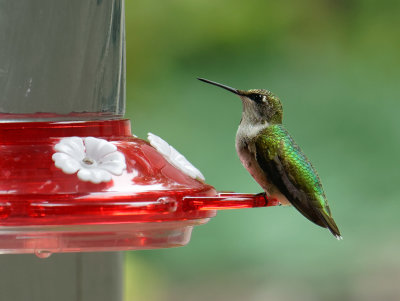 DSC05500D juvenile male hummingbird