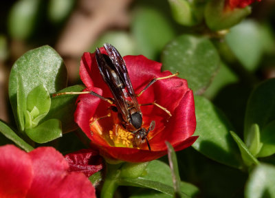 paper wasp