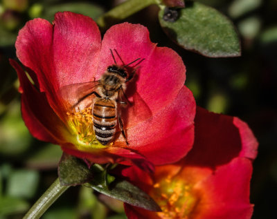 honey bee or digger bee?