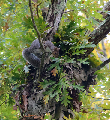 SRX04811D Squirrel Nest