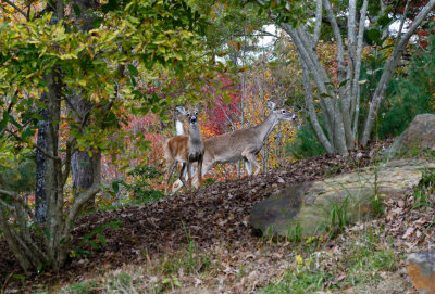 SRX04835D Two Deer