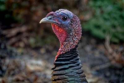 SRX05050D Disappointed Young Tom Turkey
