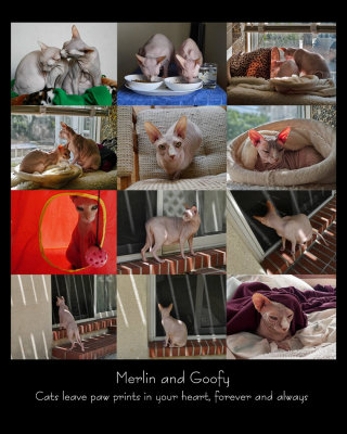 Montage for Shutterfly Jigsaw Puzzle