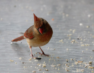 Cardinals Are Cute!