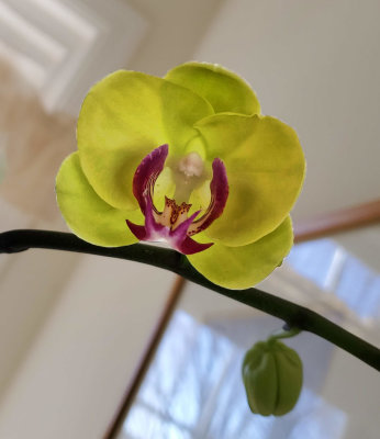 First Large Phalaenopsis Blossom