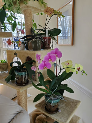 New pink orchid