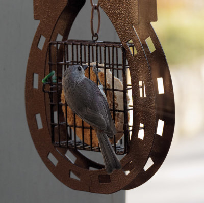 P3130099DxO Titmouse