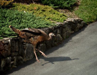 Levitating Turkey Hen