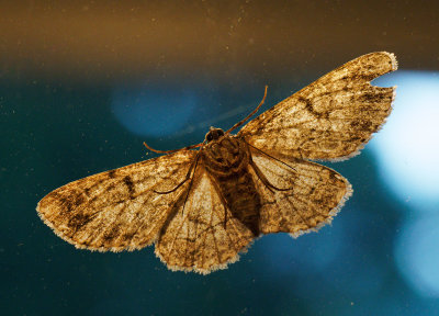 Moth on Sidelight