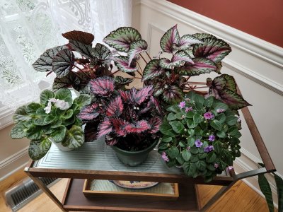 Replacement Plants in Dining Room
