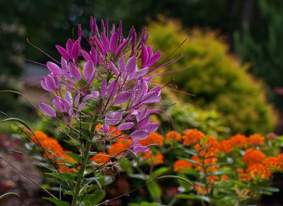 Cleome and Asclepias