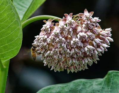 Honeybee on Milkweed