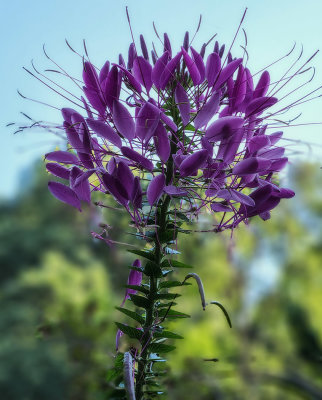 early morning cleome