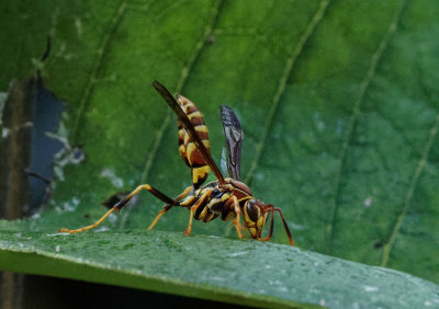 P8020073DxO Polistes exclamans