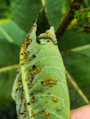 Finally, a monarch caterpillar