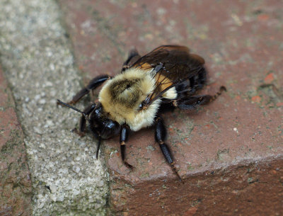 Eastern Bumblebee