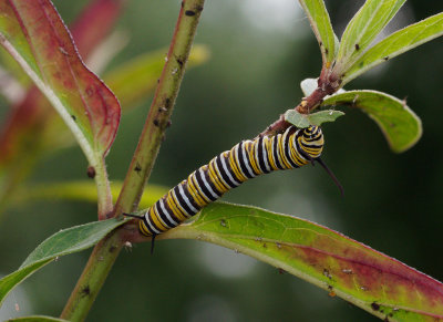 P8150043DxO Monarch Finishing Leaf