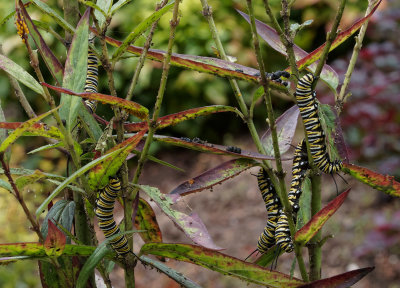 P8200027DxO Monarch Caterpillers and Frass