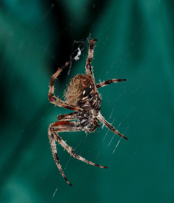 P9100027DxO spotted orb weaver?