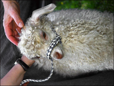 Baby Angora Goat