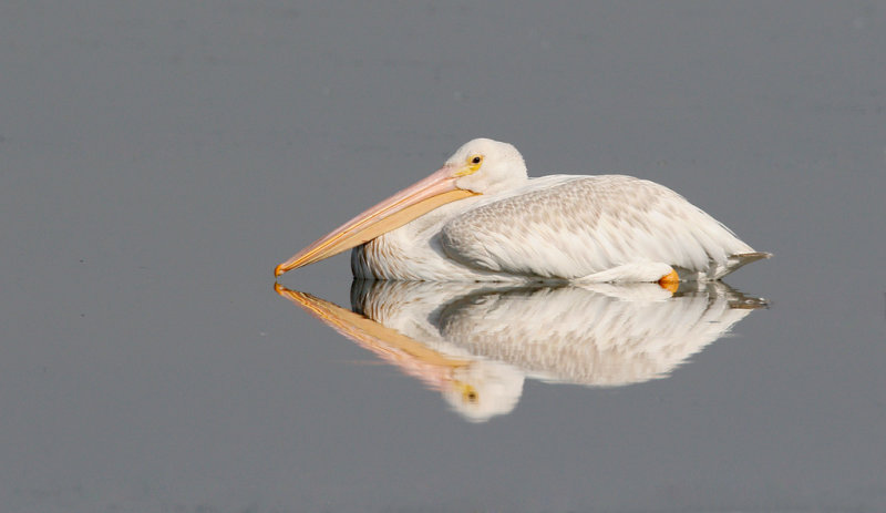 pelicans_boobies_and_frigate_birds