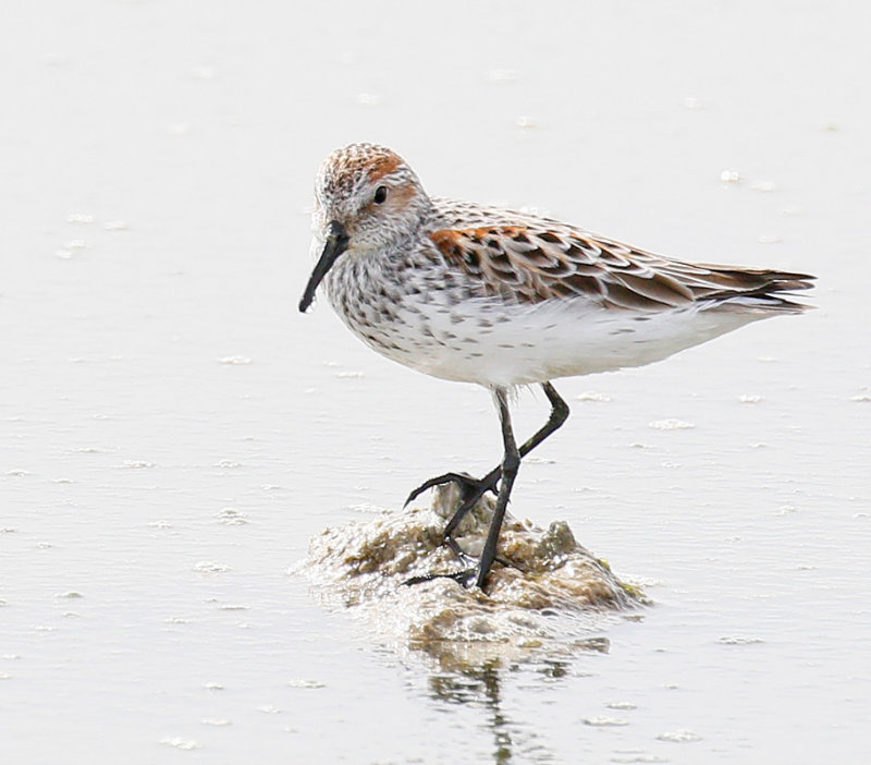 Western Sandpiper