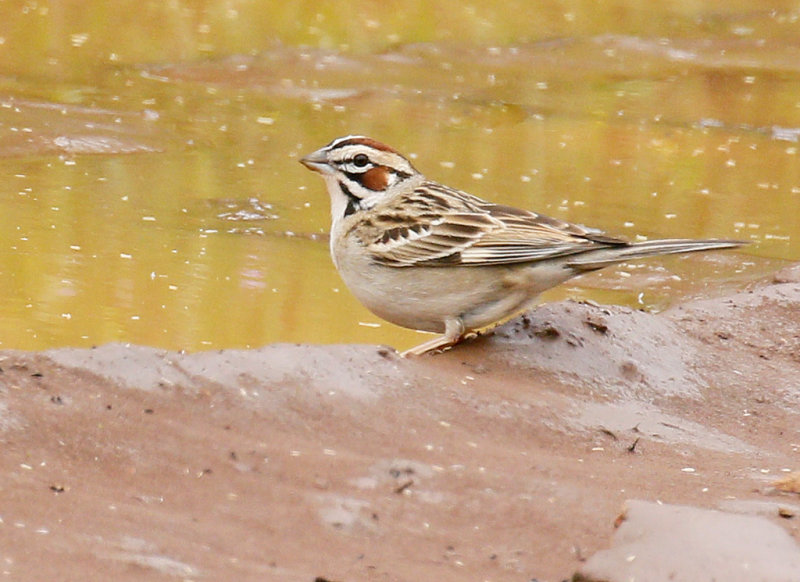 Lark Sparrow 