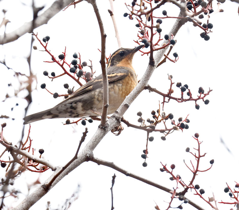 Varied Thrush 