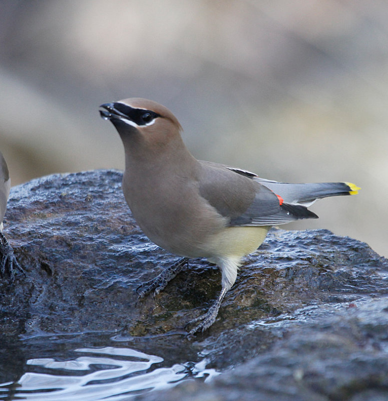 Cedar Waxwing 