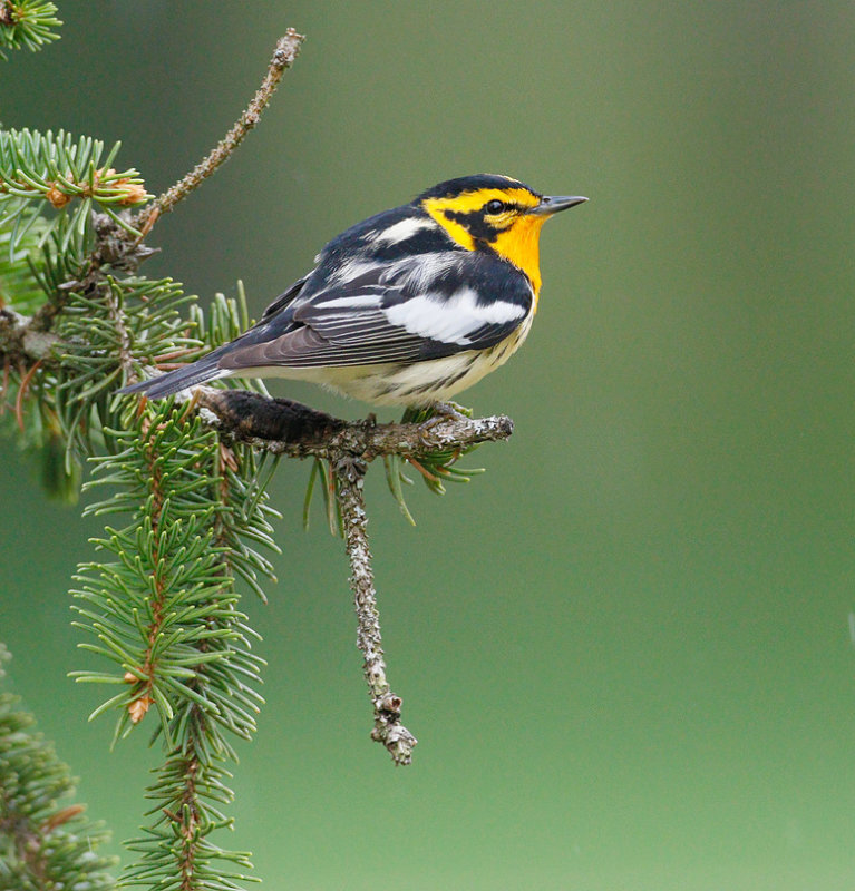 Blackburnian Warbler 