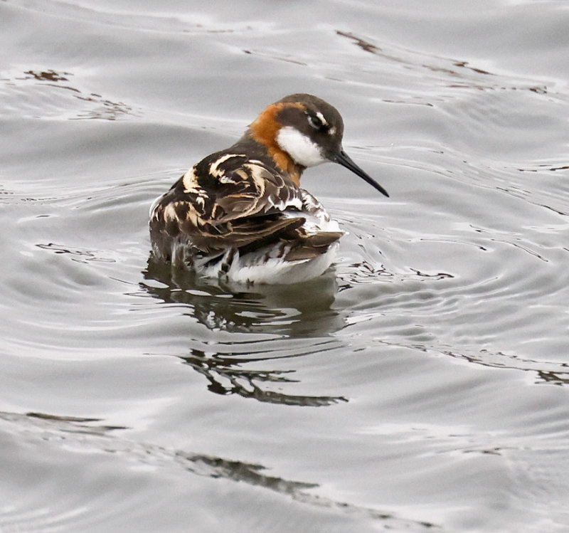 Red-necked Phalarope 